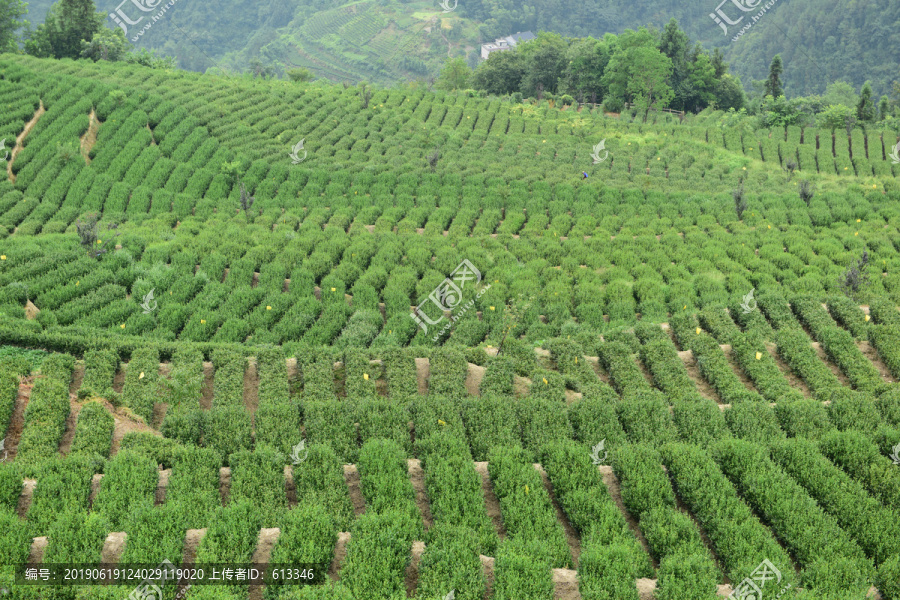 茶山茶树