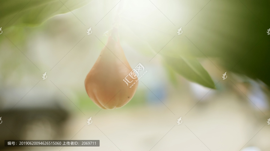 石榴花苞