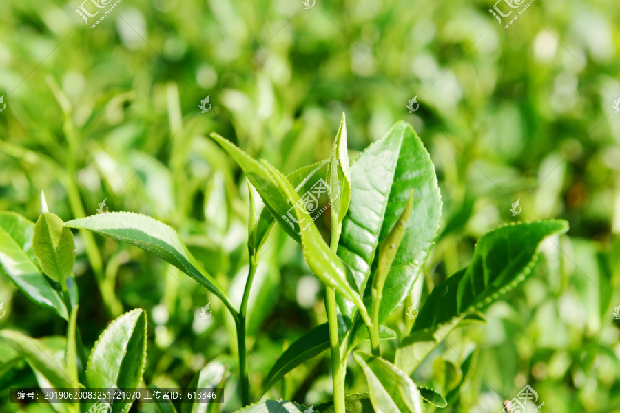 茶山茶树