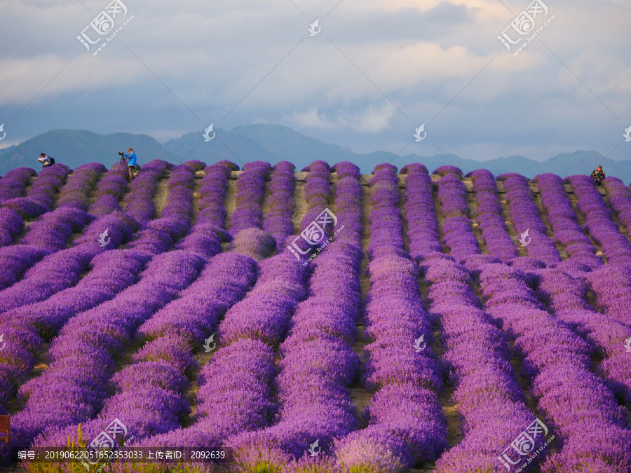 紫色薰衣草花田