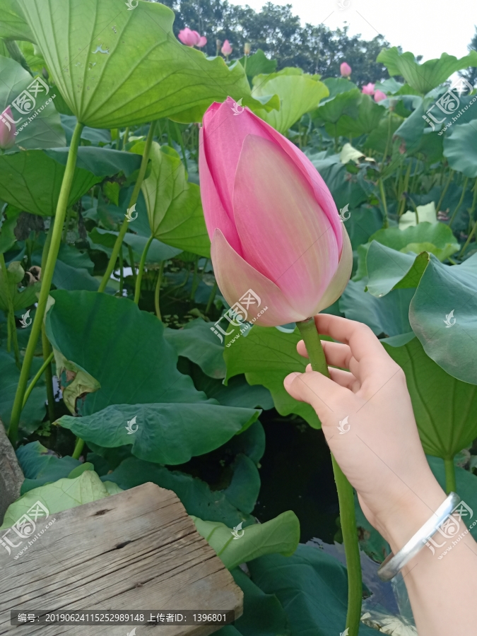 荷花