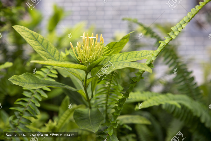 植物素材