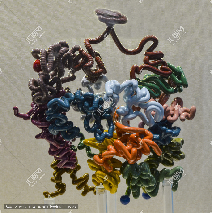人造酵母细胞染色体三维构型
