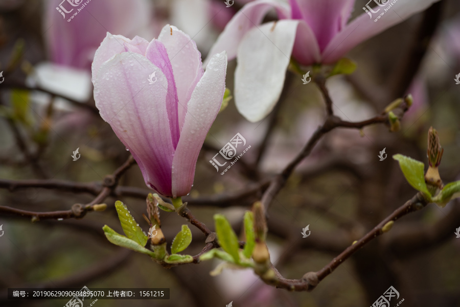 樱花园的玉兰花