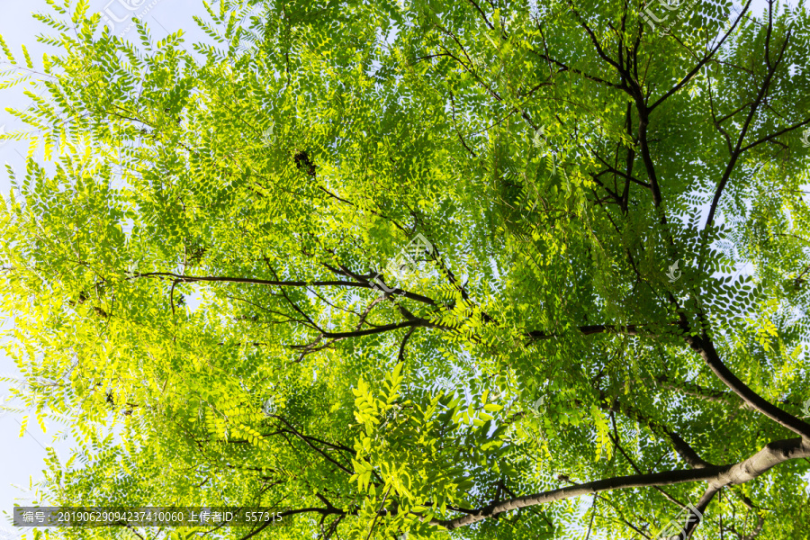 夏日绿树成荫