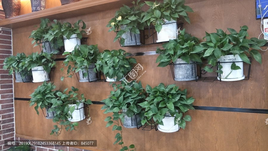 挂墙花卉