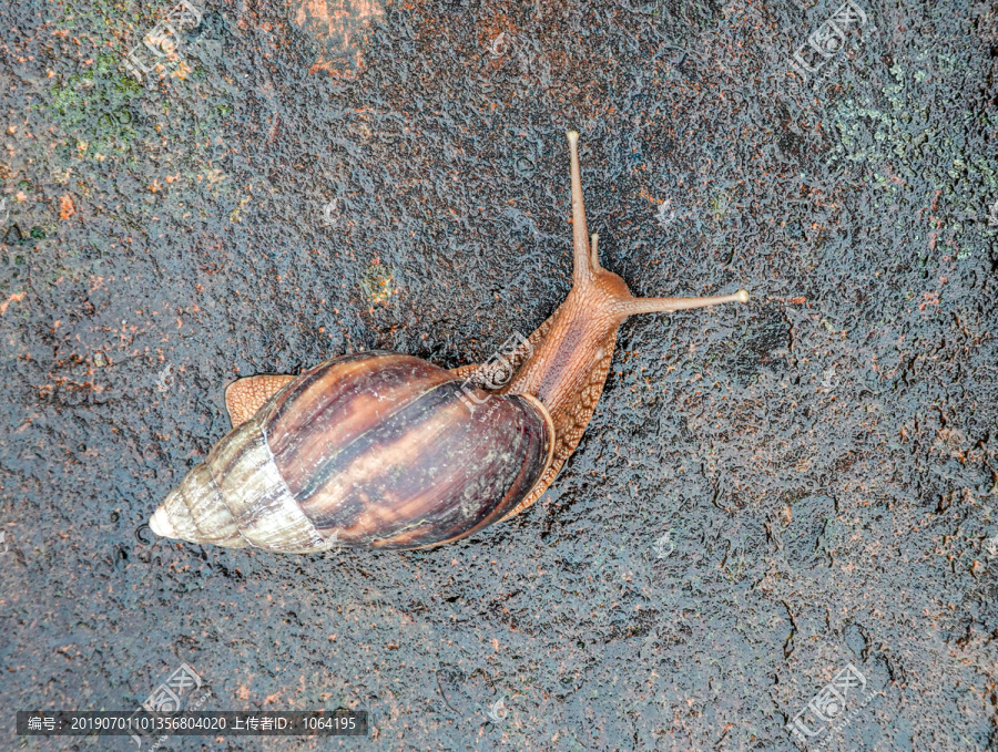 在潮湿地面上缓慢爬行的蜗牛