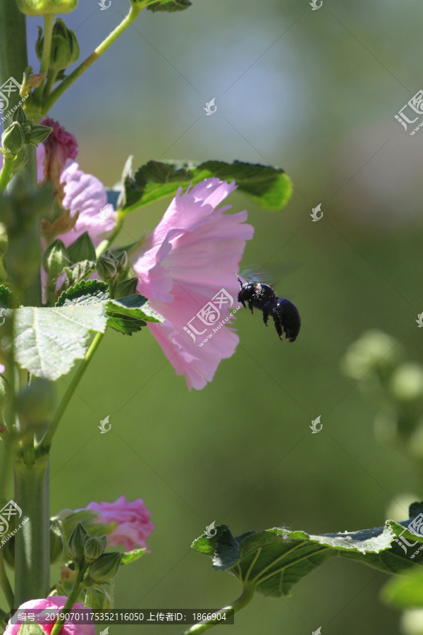 蜜蜂采蜜悬停高清图片