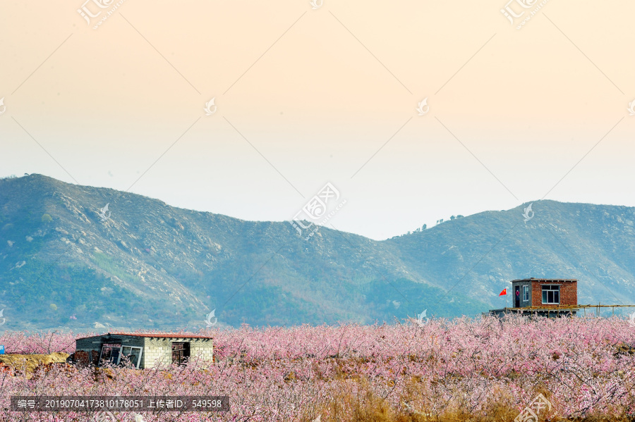 在那桃花盛开的地方