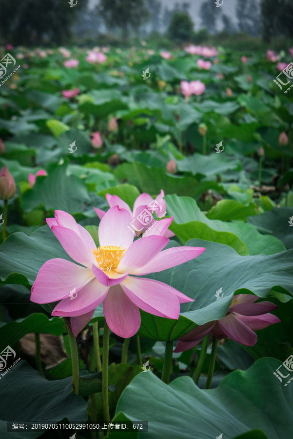 荷花