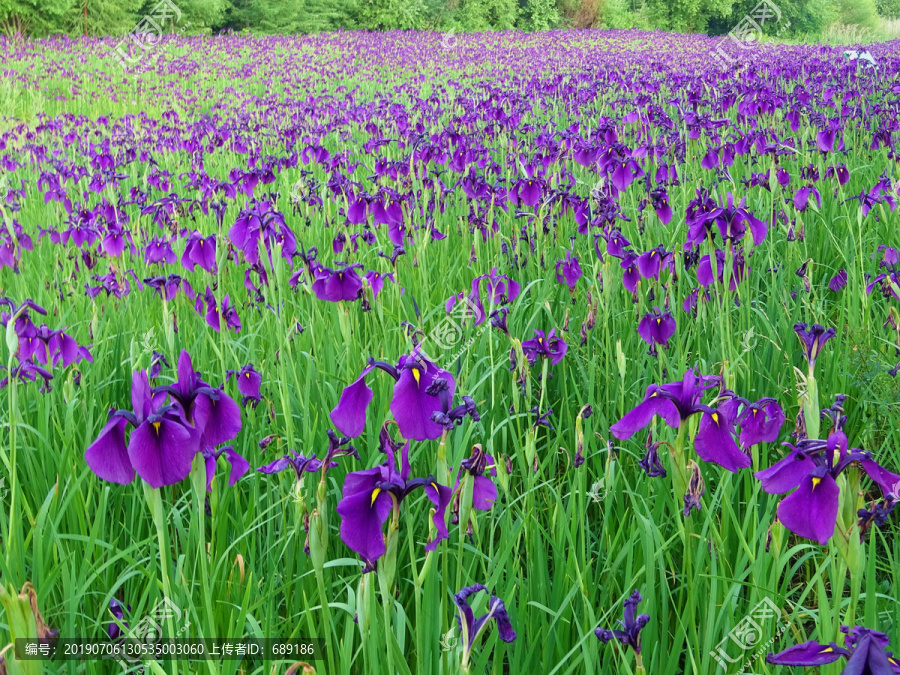 鸢尾花海