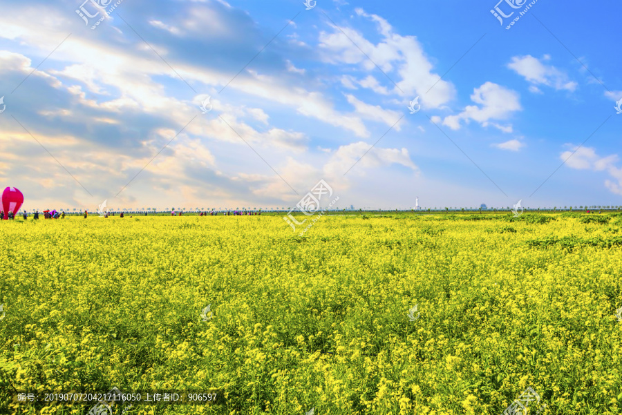 油菜花海