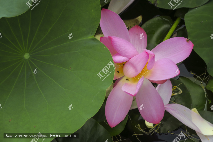 荷花