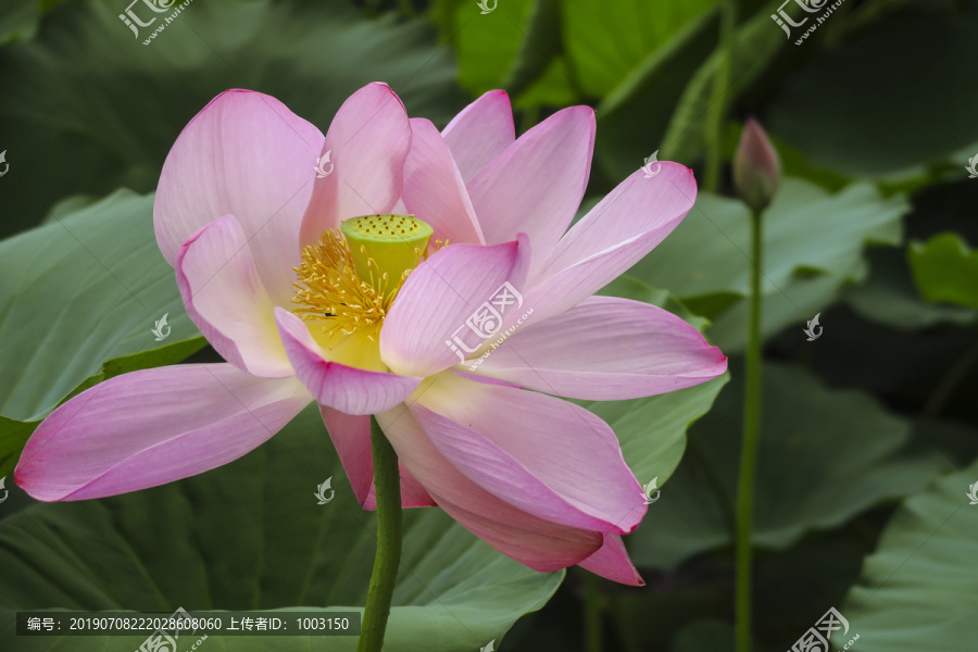 荷花