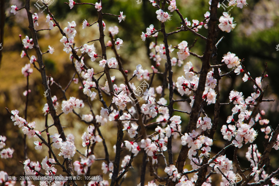 春花