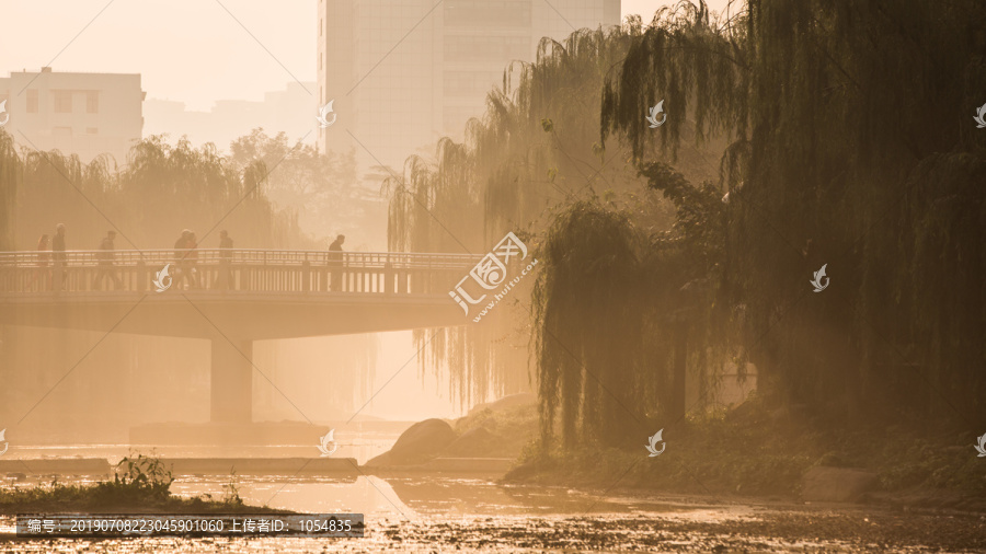 清晨河边柳树