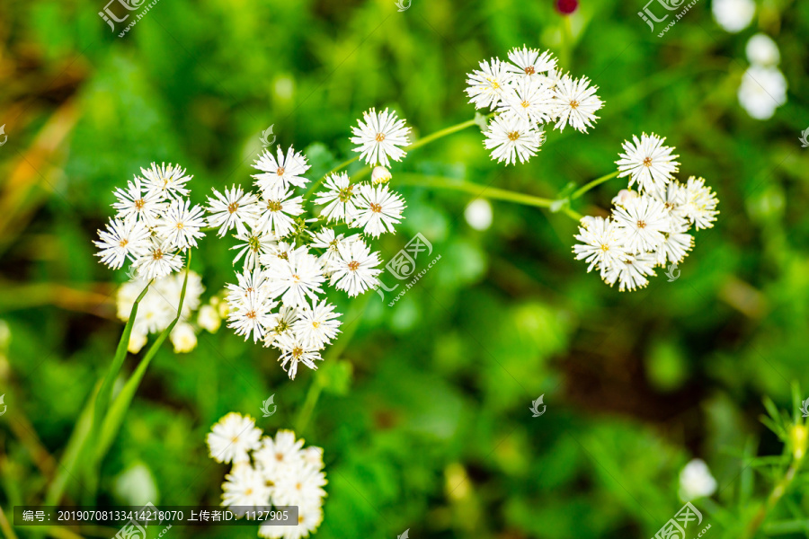 瓣蕊唐松草