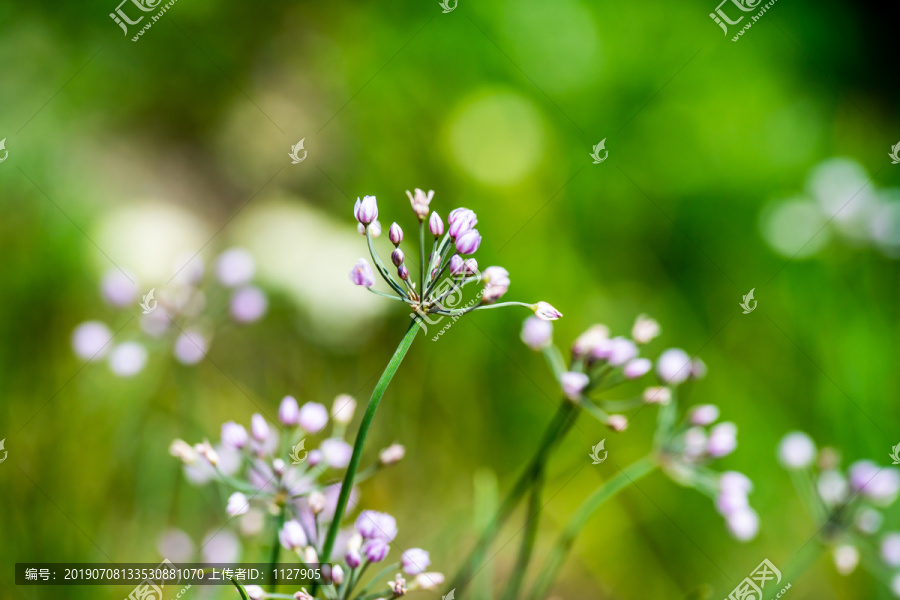 野蒜花