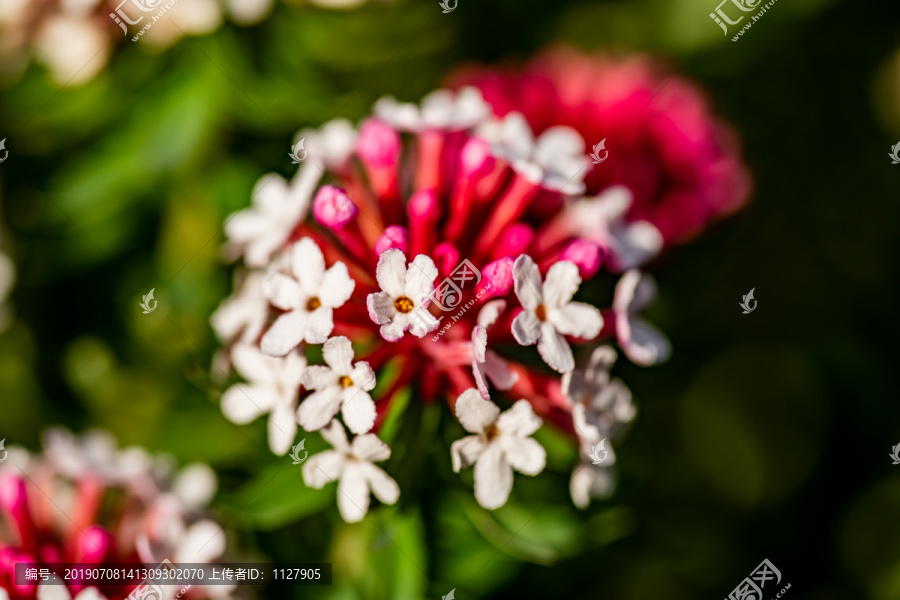 狼毒花