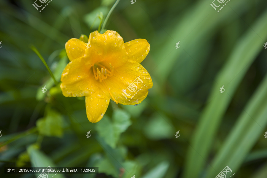 小萱草花