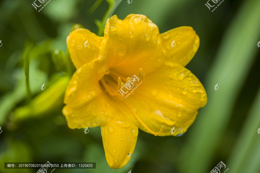 小萱草花