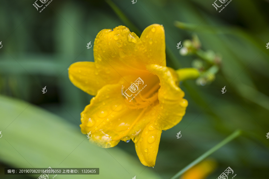 小萱草花