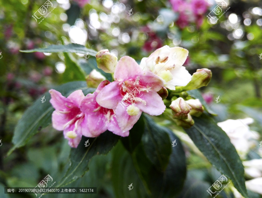 春天锦带花写生素材