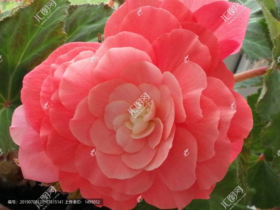 海棠花