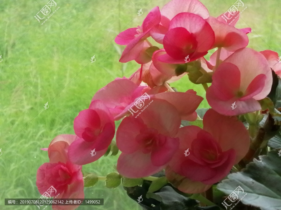 海棠花