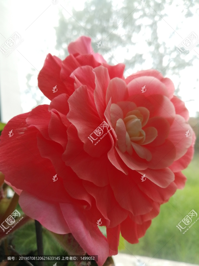 海棠花