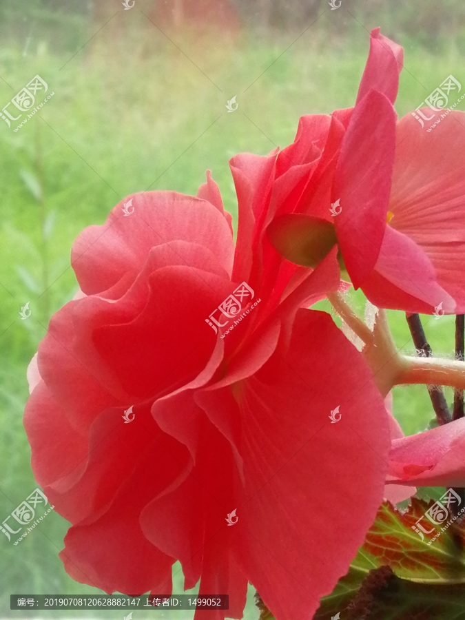 海棠花