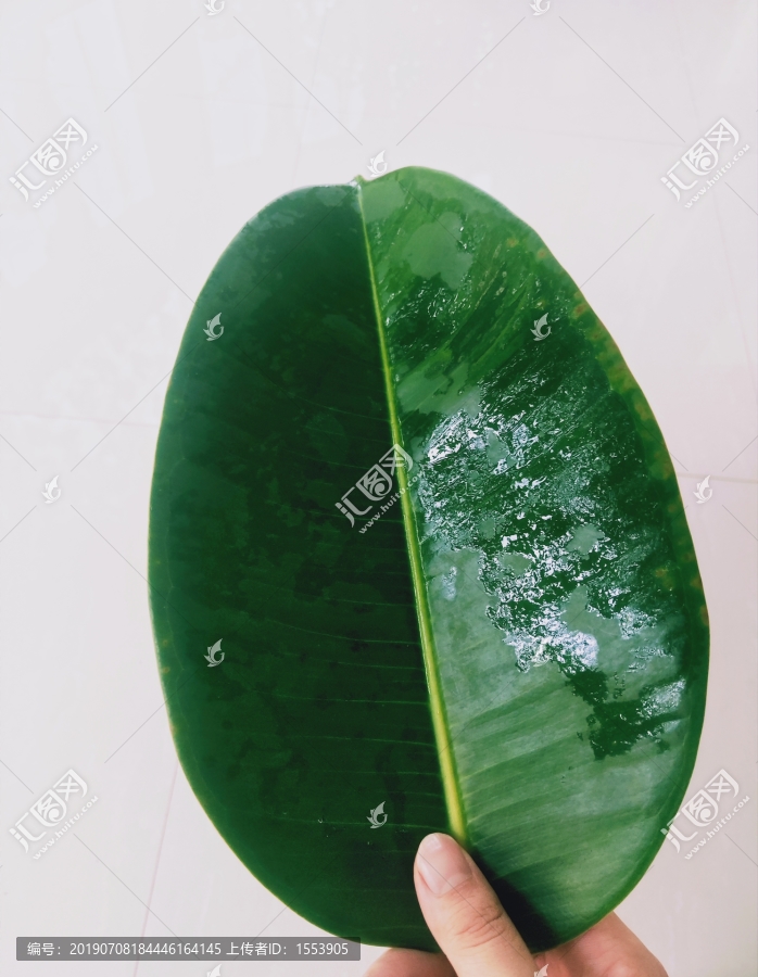 绿叶