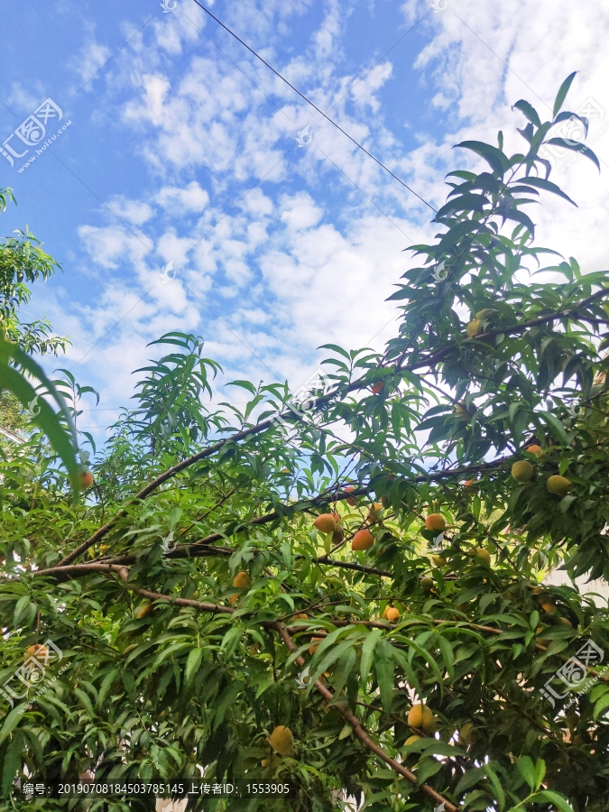 桃李满天下