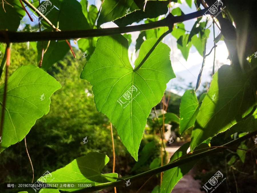 阳光灿烂