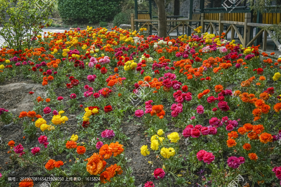百日菊高清大图