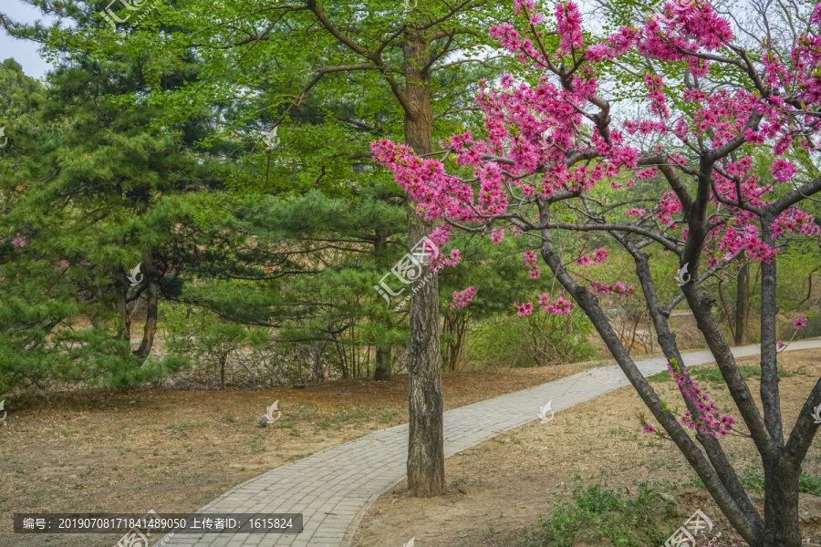 桃花高清大图