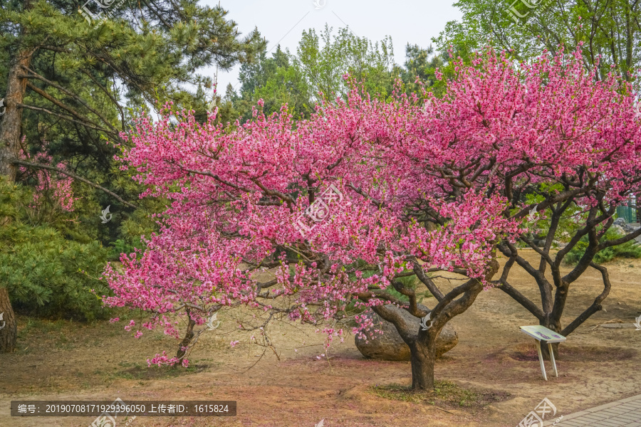 桃花高清大图