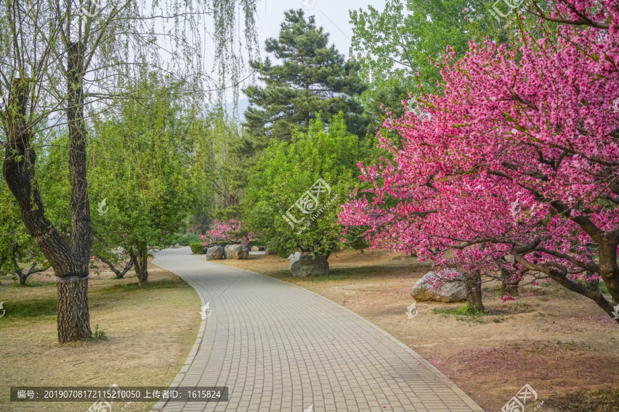 桃花高清大图