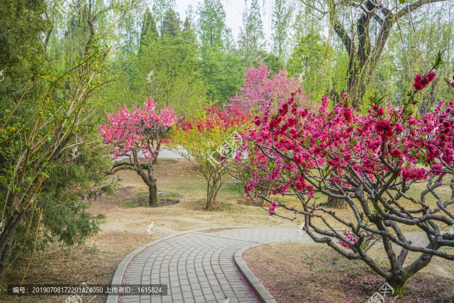 桃花高清大图