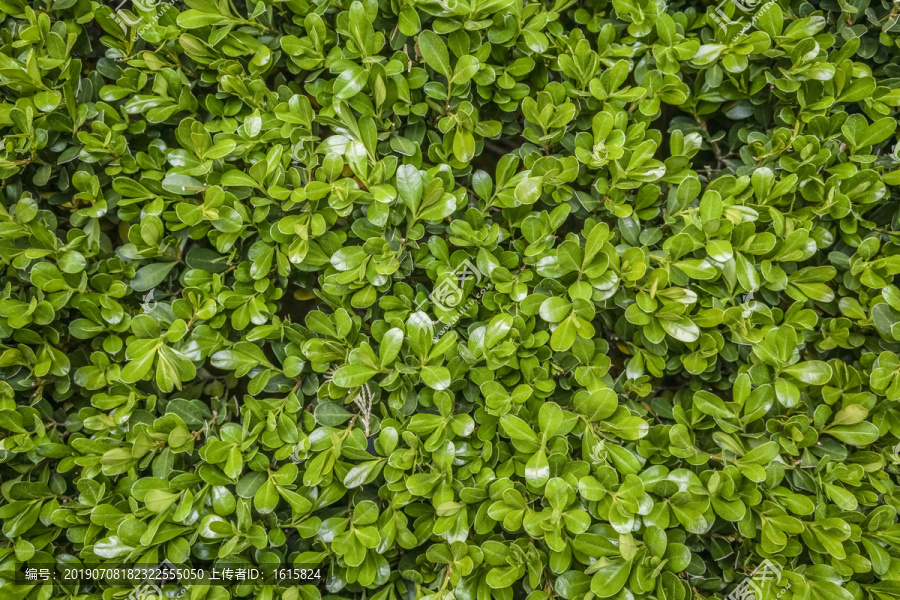绿植墙高清大图