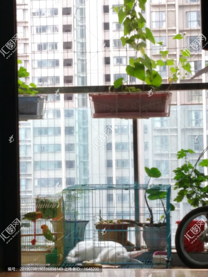 阳台宠物