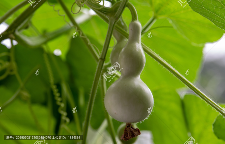 观赏葫芦