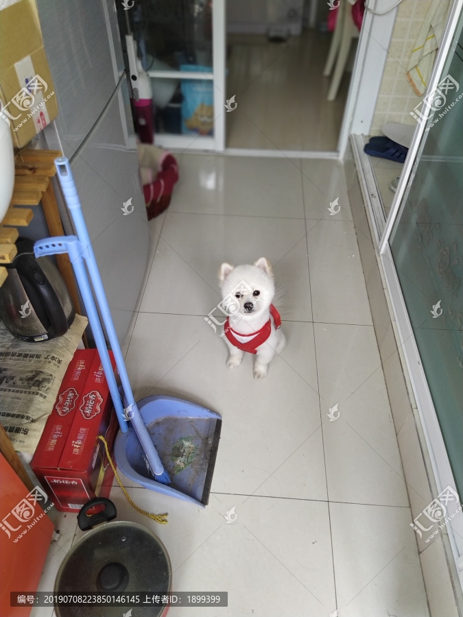 博美犬