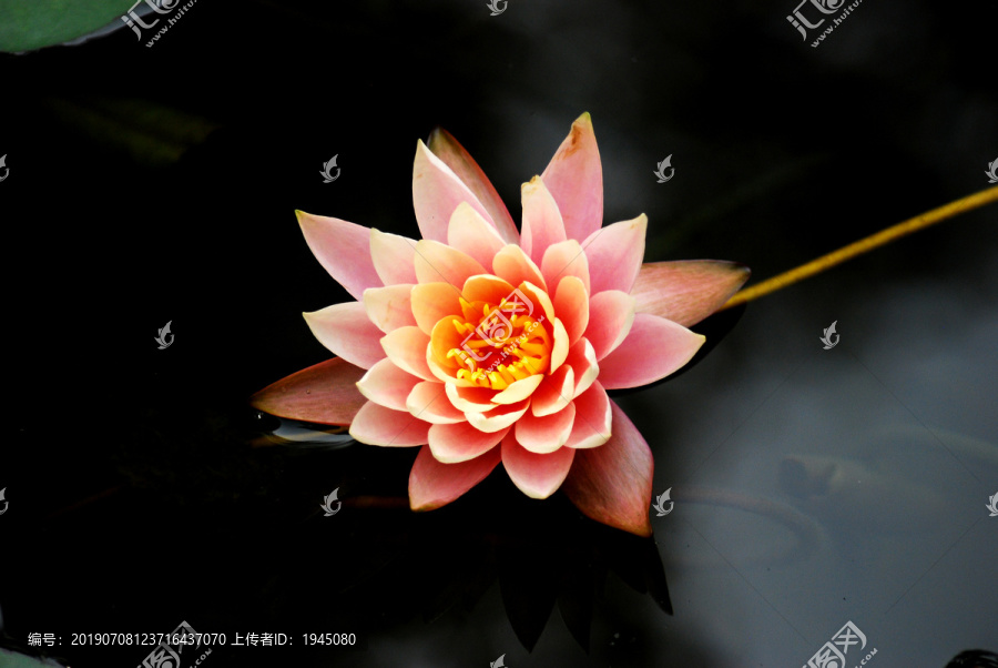 睡莲