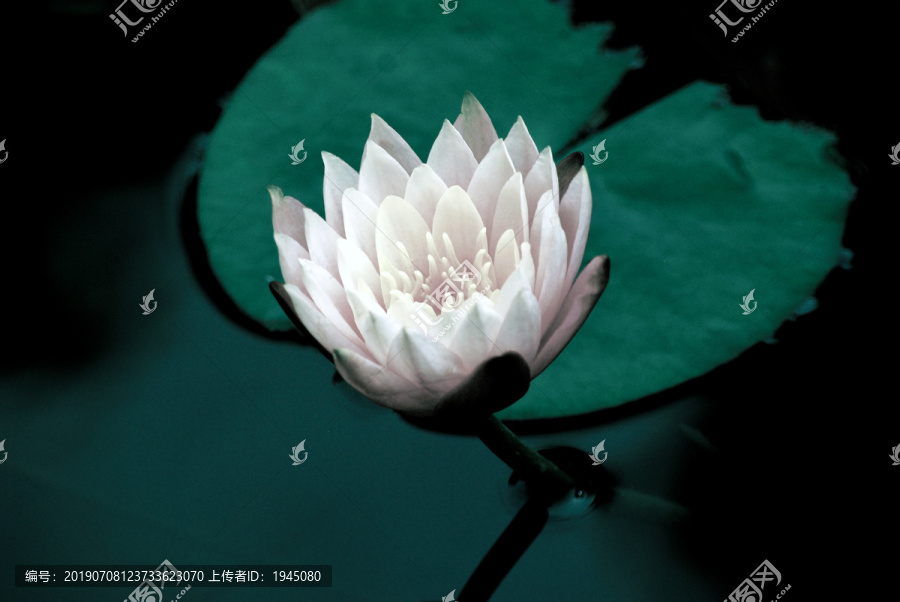睡莲