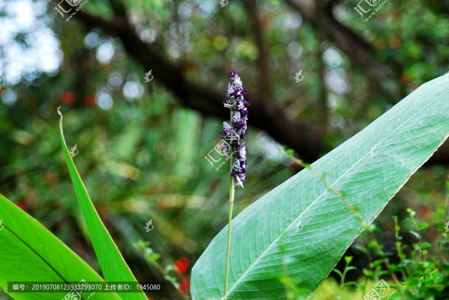 水生竹芋