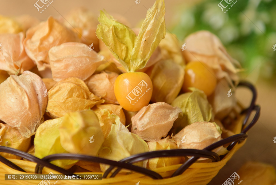 菇娘浆果灯笼果