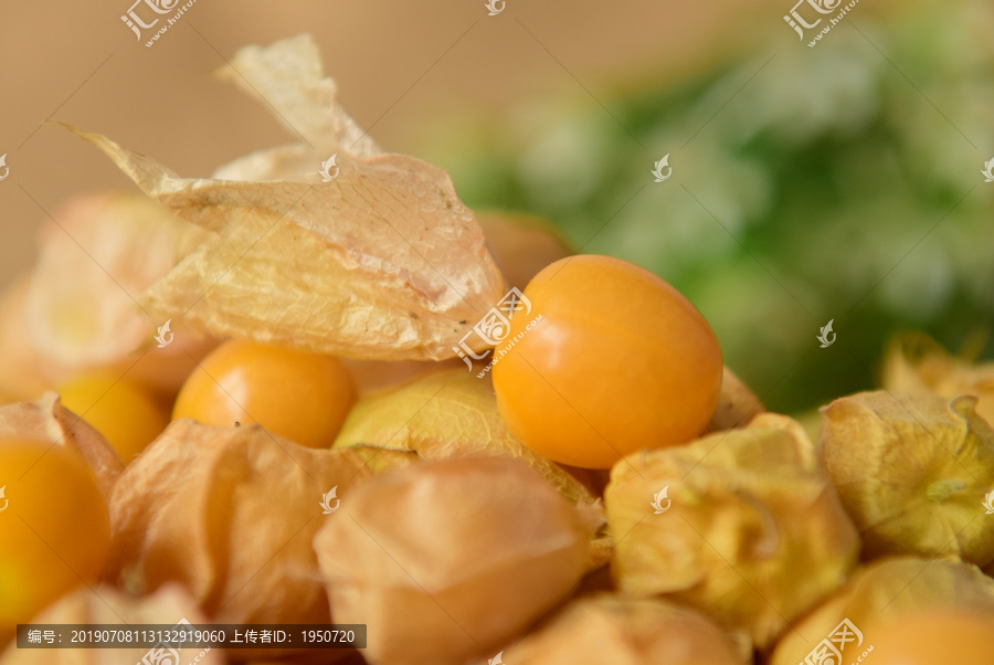菇娘浆果灯笼果