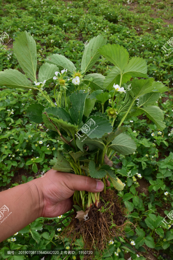 草莓苗草莓园草莓花草莓秧
