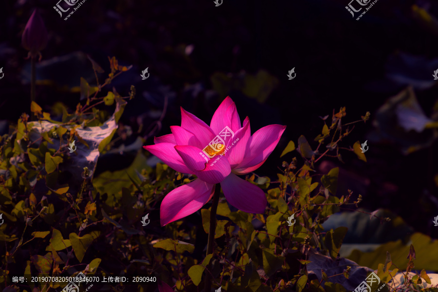 荷花